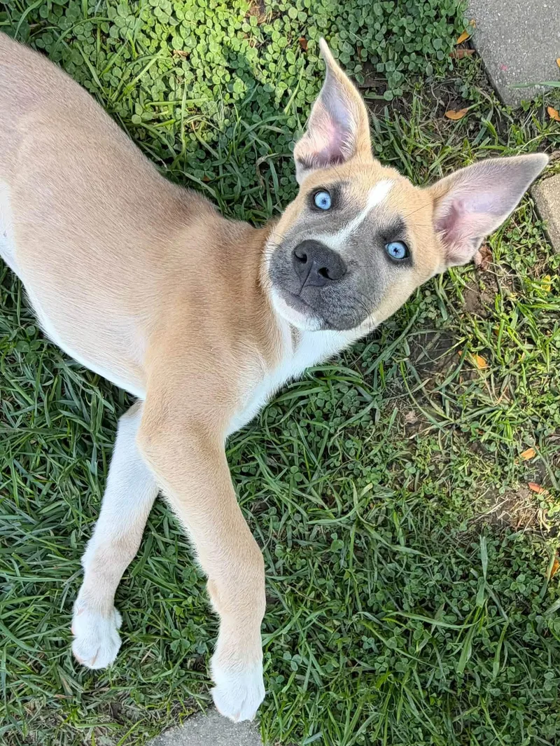 A baby medium-sized female Husky dog named Addie for adoption in Germantown, OH