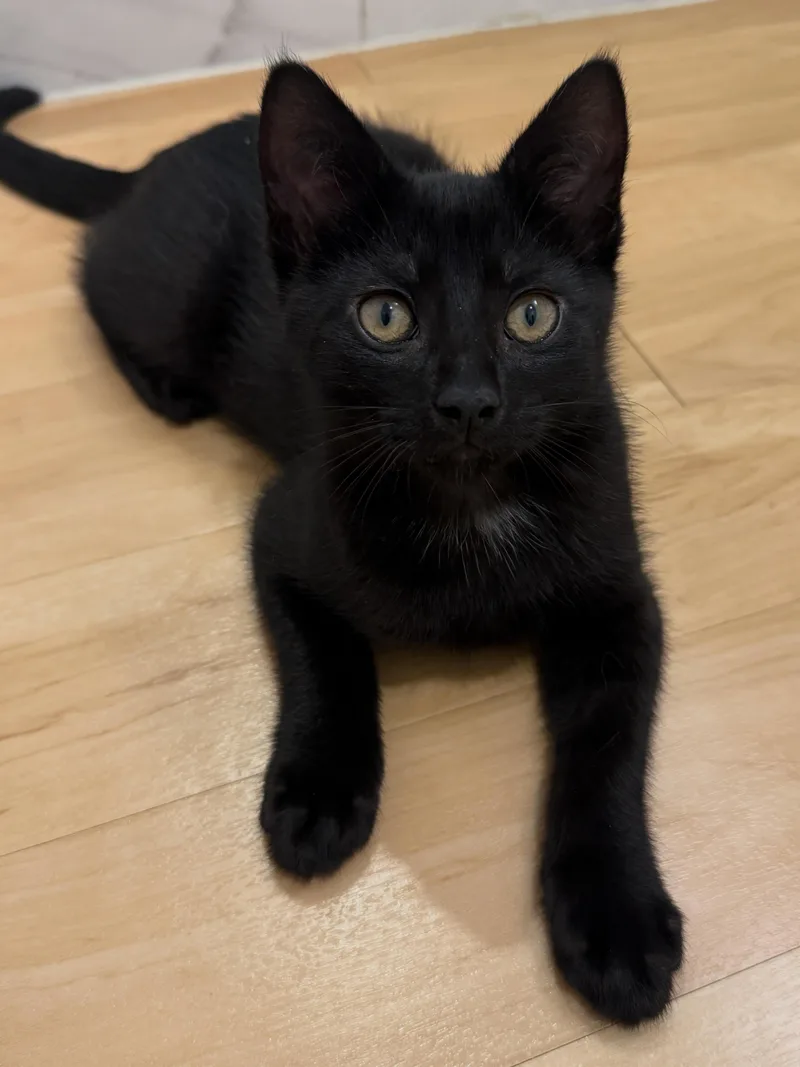 A baby medium-sized male Black Domestic Short Hair cat named Sonny for adoption in New York, NY