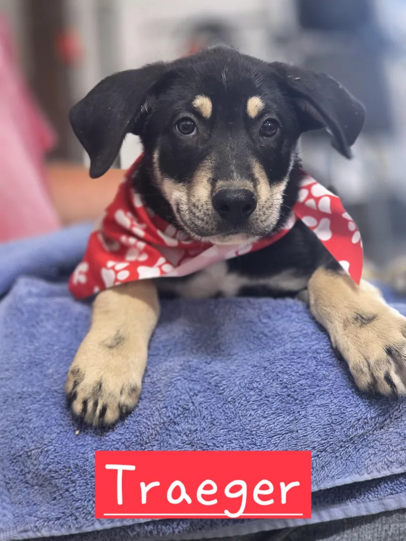 A baby large-sized male German Shepherd Dog dog named Traeger for adoption in Walthill, NE