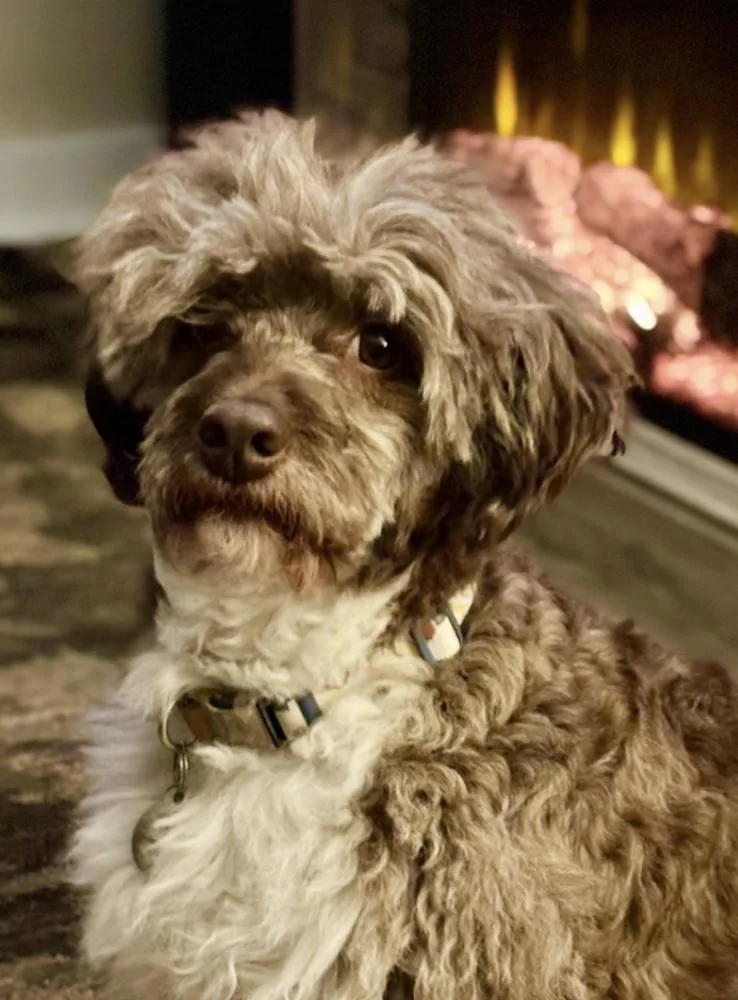 An adult small-sized male Tricolor (Brown, Black, & White) Poodle dog named Cocoa Butter for adoption in Wolcott, CT