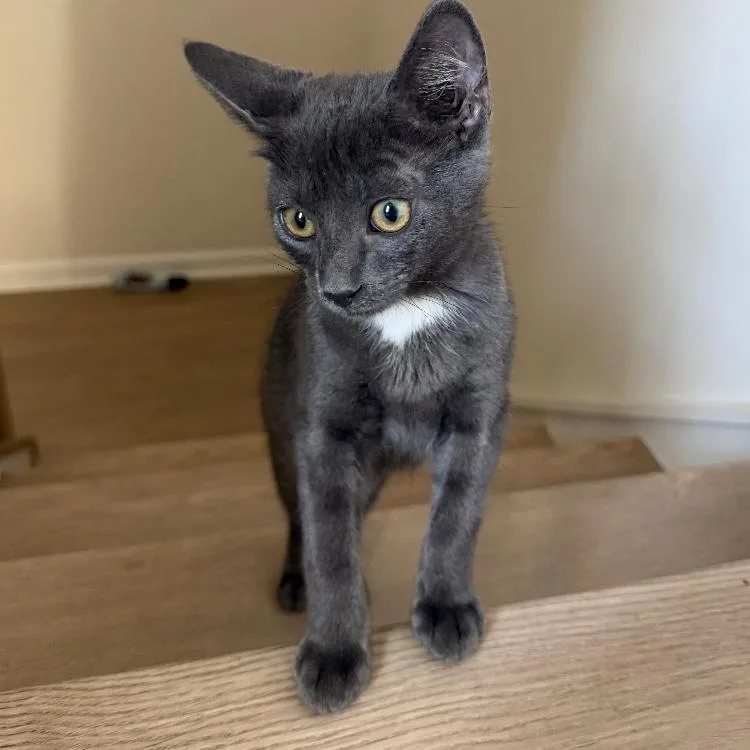 A baby medium-sized male Gray / Blue / Silver Domestic Short Hair cat named Goose for adoption in Waxhaw, NC