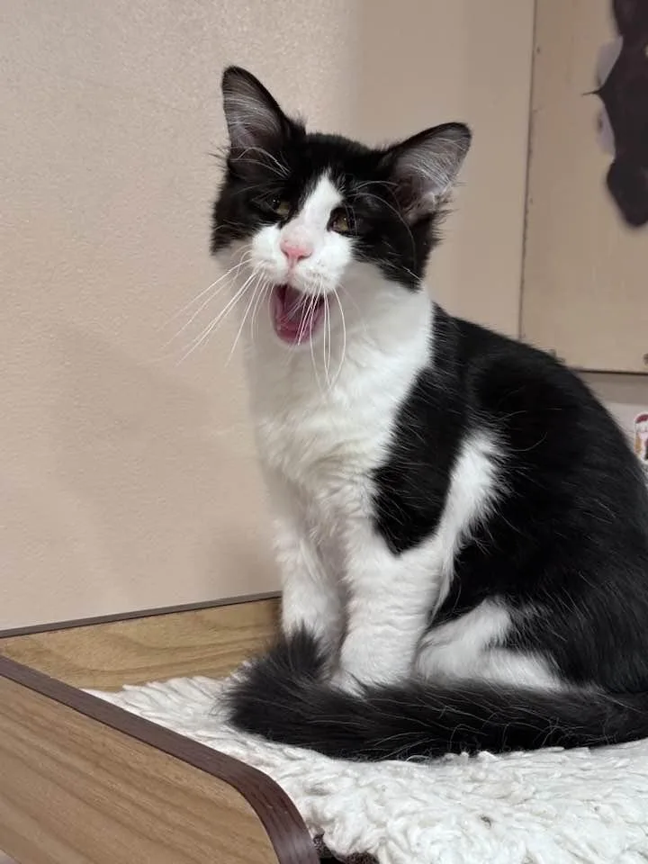 A young medium-sized male Black & White / Tuxedo Domestic Medium Hair cat named Gizmo for adoption in Grand Forks, ND