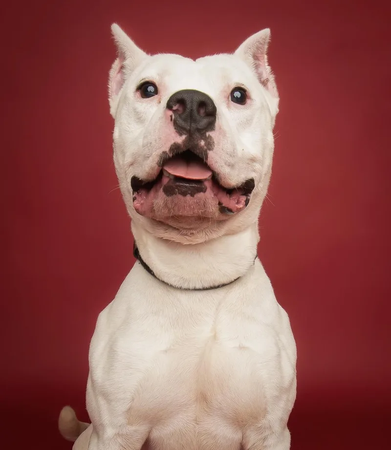 An adult medium-sized male White / Cream American Staffordshire Terrier dog named Ranger for adoption in Culpeper, VA
