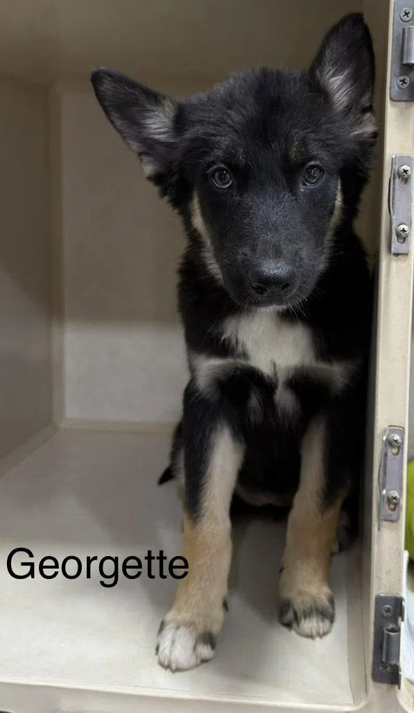 A young large-sized female German Shepherd Dog dog named Georgette for adoption in El Centro, CA