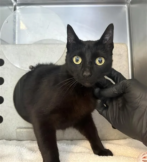 An adult small-sized female Domestic Short Hair cat named Bits for adoption in Camarillo, CA
