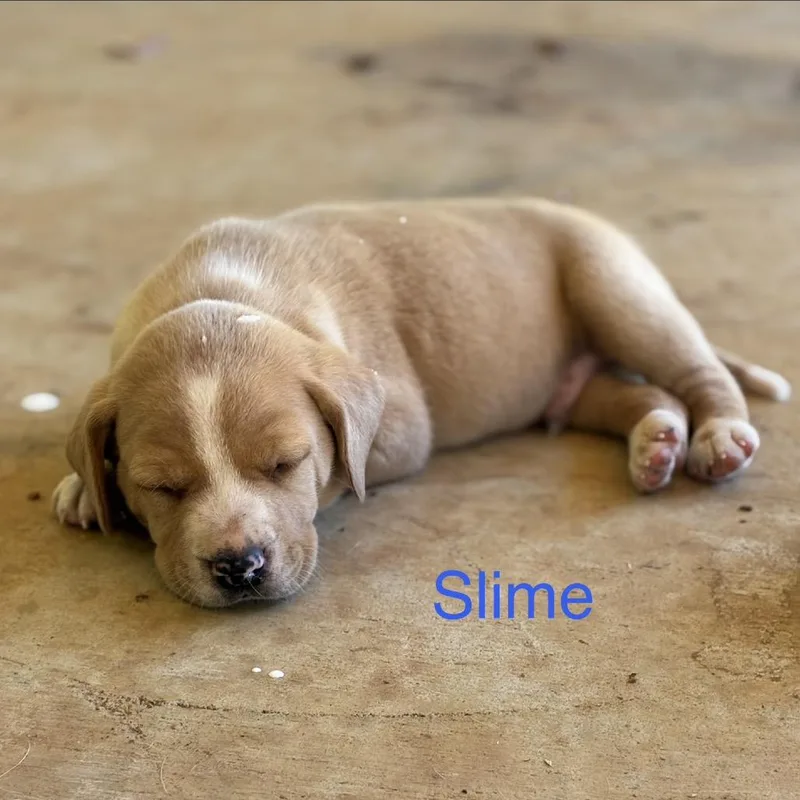 A baby medium-sized male Retriever dog named Slime for adoption in Huntsville, AL