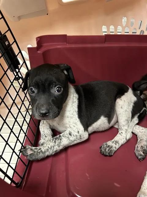 A baby small-sized female Black German Shorthaired Pointer dog named Mika for adoption in Thousand Oaks, CA