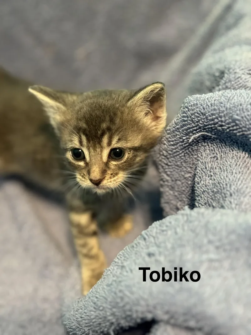 A baby medium-sized female Tabby (Tiger Striped) Domestic Short Hair cat named Tobiko for adoption in Houston, TX