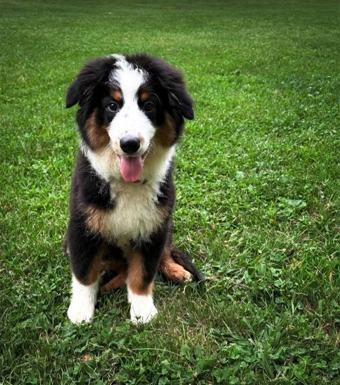 Archie