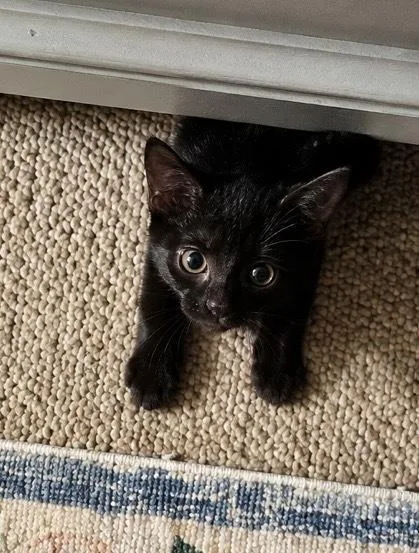 A baby small-sized male Black Domestic Short Hair cat named Rubble for adoption in Hudson, NH