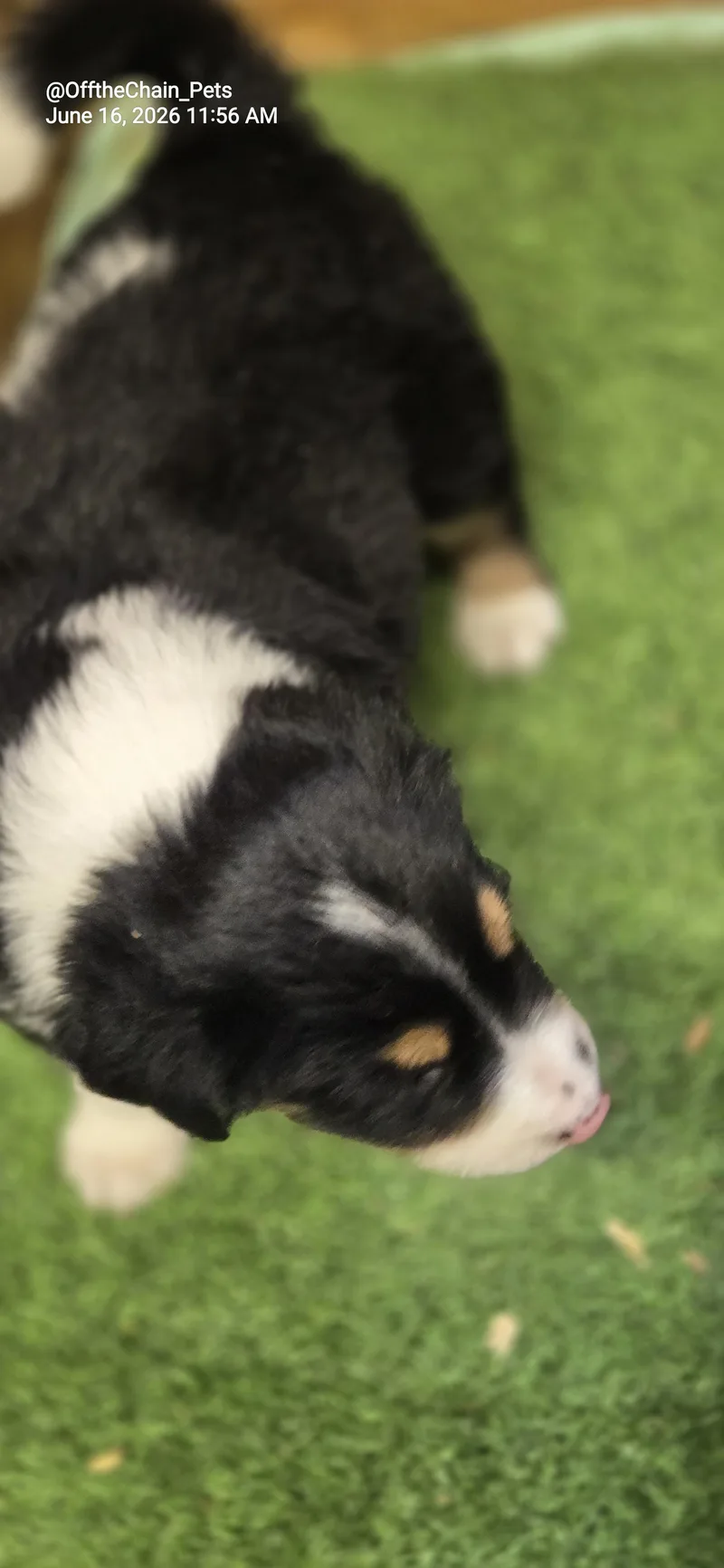 A baby small-sized male Beagle dog named Felix for adoption in Toney, AL