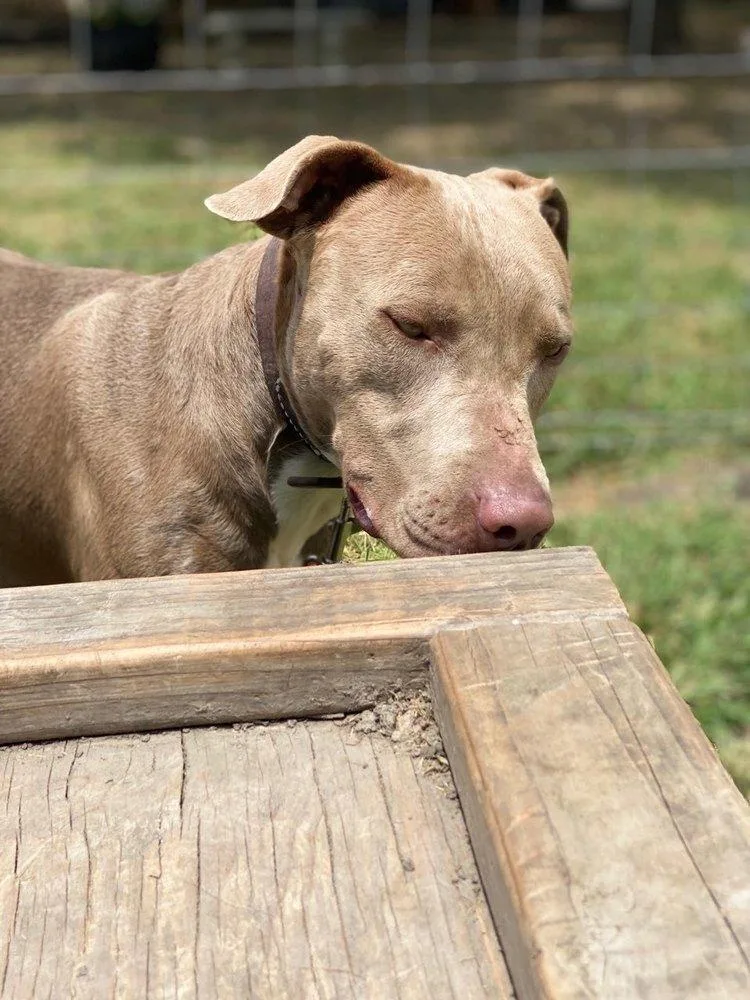 An adult medium-sized male Weimaraner dog named Hunter for adoption in Dallas, TX