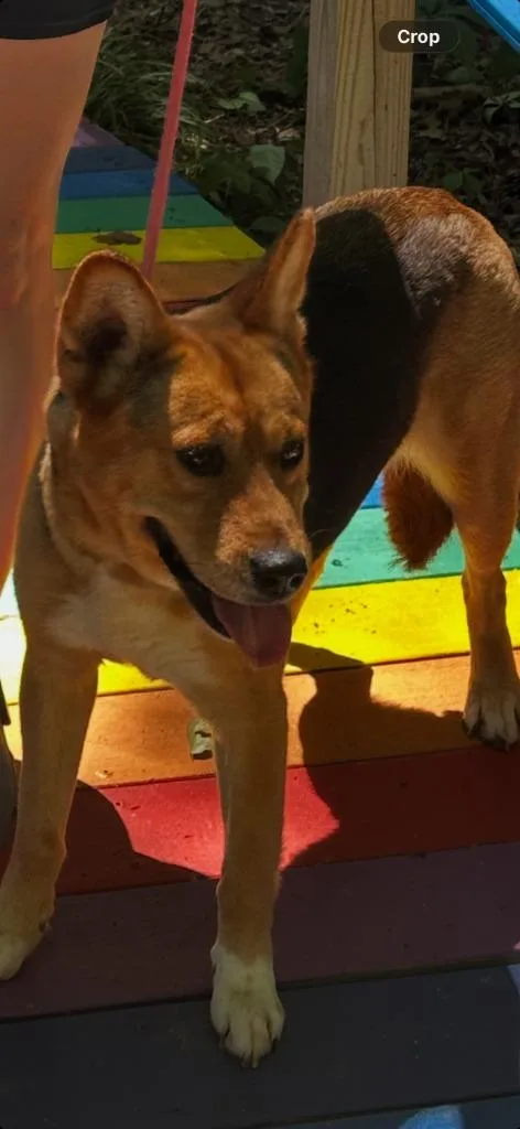 A young medium-sized female Corgi dog named Sunny for adoption in Cambridge, MD