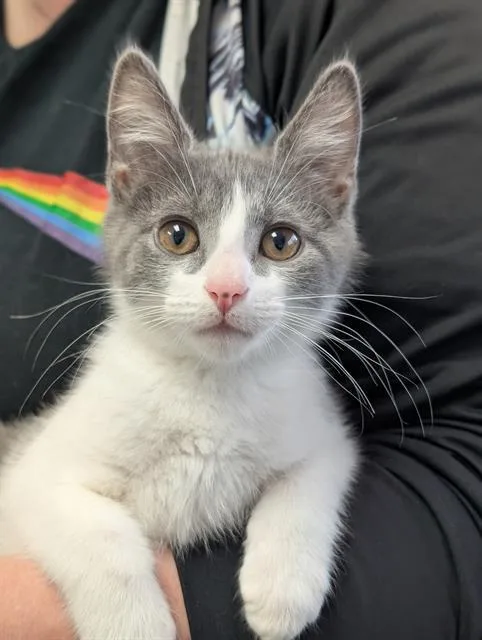 A baby small-sized male Domestic Short Hair cat named Baloo for adoption in Canfield, OH