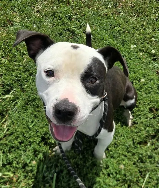 A young medium-sized male Terrier dog named Mush for adoption in Olivette, MO