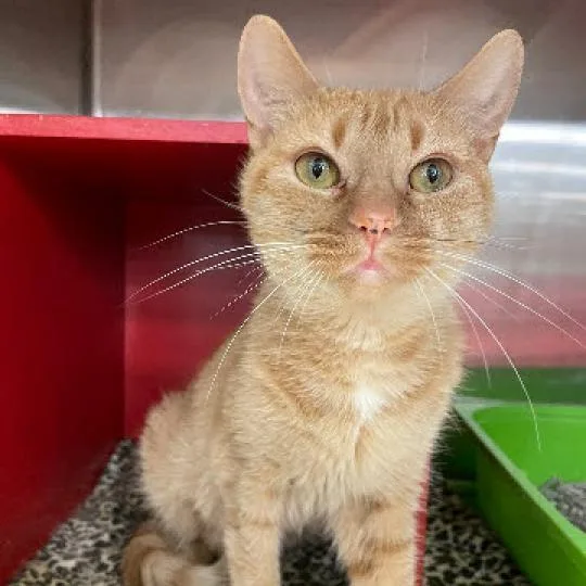 An adult medium-sized female Domestic Short Hair cat named America for adoption in Cumming, GA
