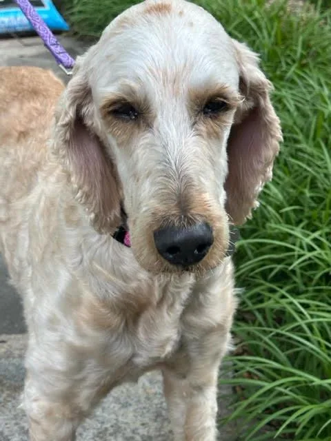 Millie