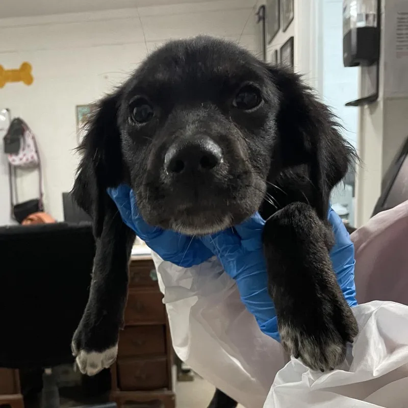 A baby small-sized female Black Mixed Breed dog named Anika for adoption in Edinburg, TX