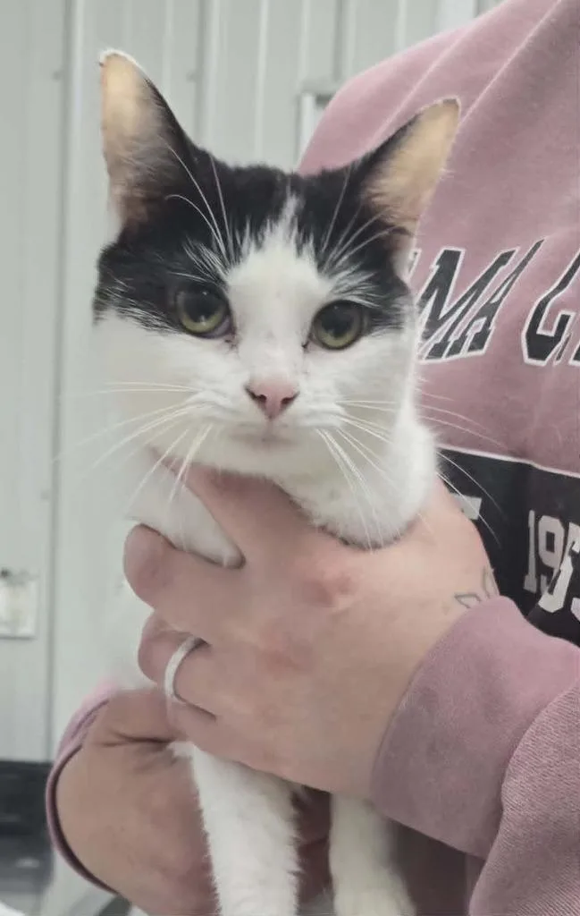 A baby small-sized female Domestic Short Hair cat named Tic Tac for adoption in Hillsdale, IN