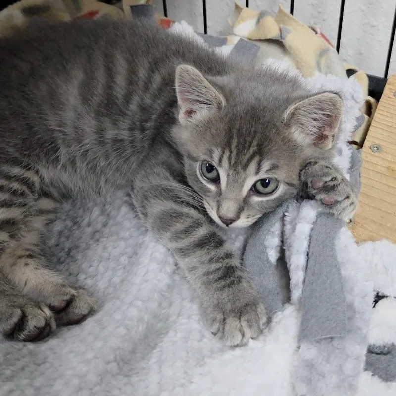 A baby small-sized male Domestic Short Hair cat named Chase for adoption in Allyn, WA