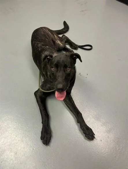 A young large-sized male Plott Hound dog named Raisin for adoption in Phoenix, OR