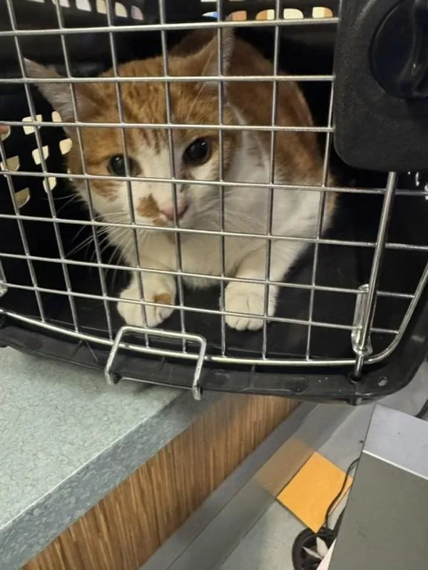 A senior small-sized male Domestic Short Hair cat named Grover for adoption in Virginia Beach, VA