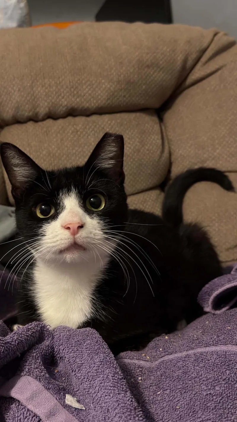 An adult small-sized female Black & White / Tuxedo Domestic Short Hair cat named Maisie for adoption in Manchester, MD