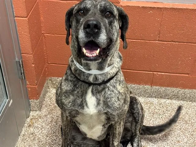 An adult large-sized female Mastiff dog named Sam for adoption in Colorado Springs, CO