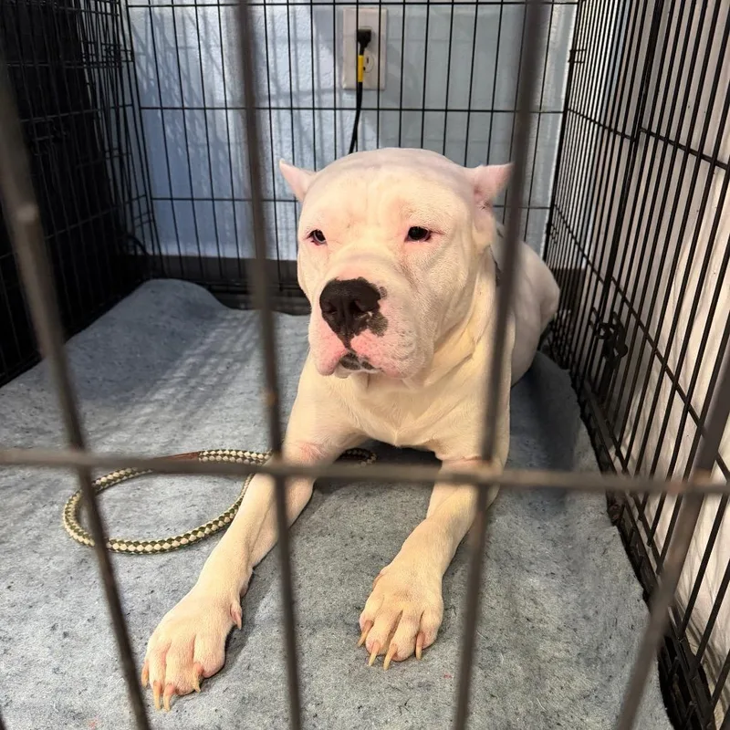 An adult medium-sized male White / Cream Mixed Breed dog named Pancakes for adoption in Port Charlotte, FL