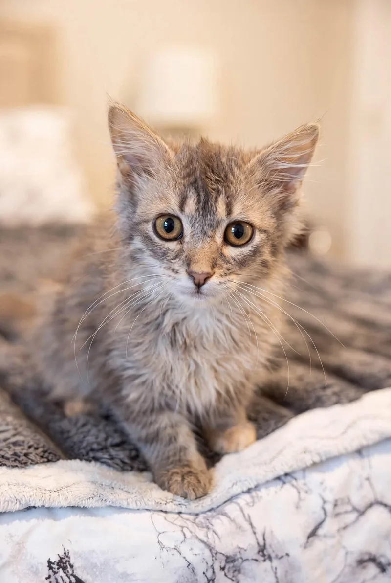 A baby medium-sized female Tabby (Buff / Tan / Fawn) Maine Coon cat named Maya for adoption in Beverly Hills, CA