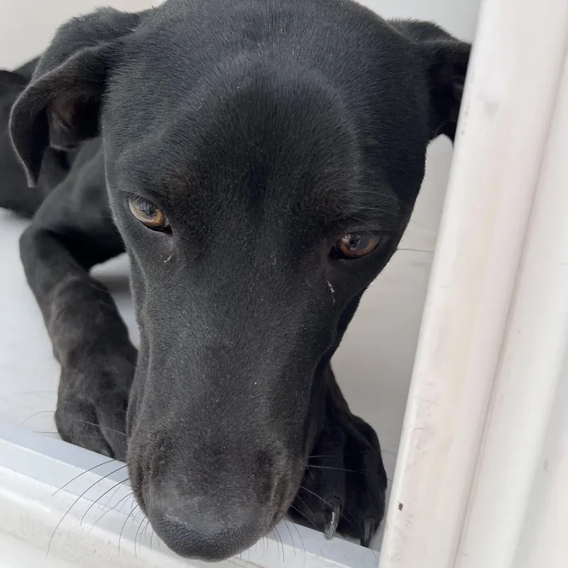 An adult medium-sized female Black Mixed Breed dog named Mini Pepper for adoption in Chattanooga, TN