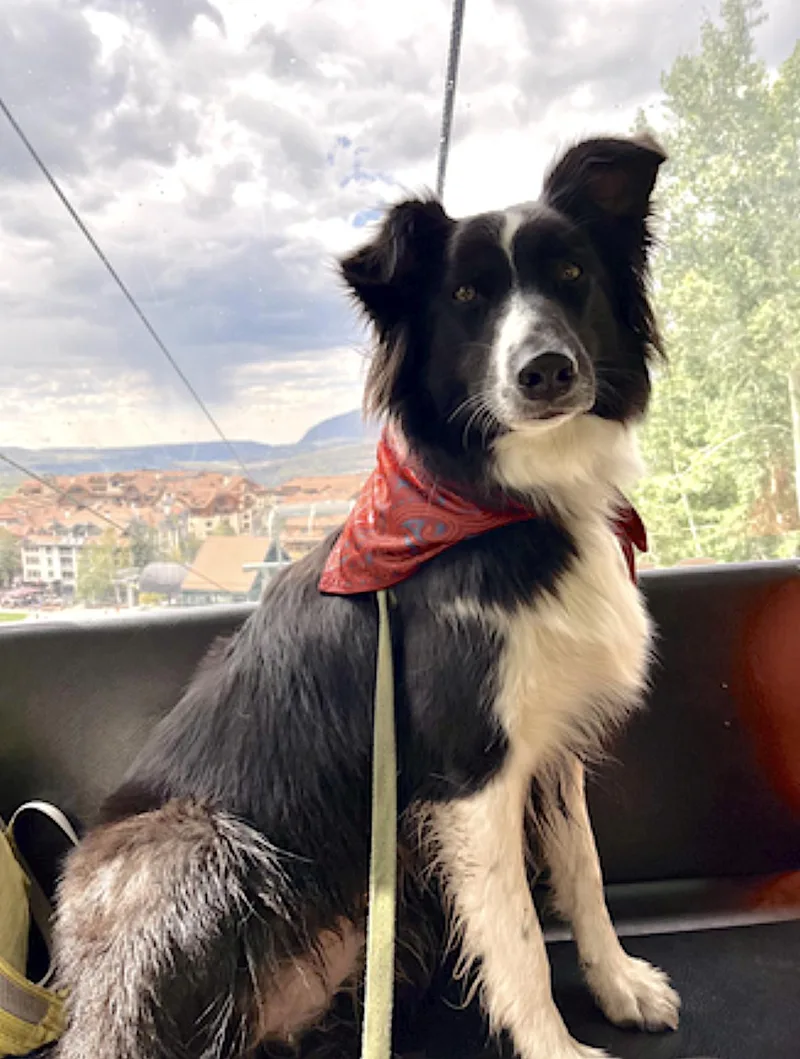An adult medium-sized female Black Border Collie dog named Inti for adoption in Amherst, MA