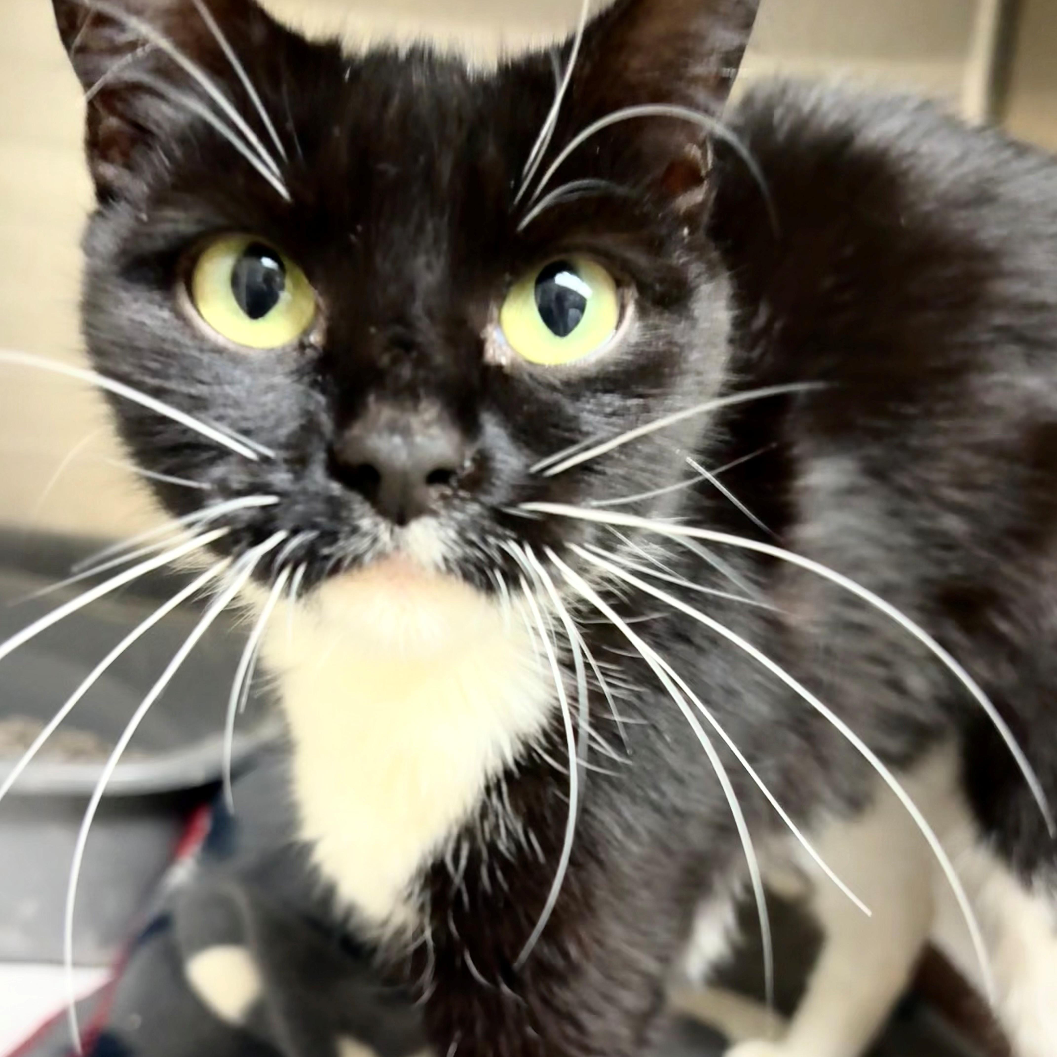 An adult medium-sized female Black & White / Tuxedo Domestic Short Hair cat named Sardine for adoption in Columbia, MD
