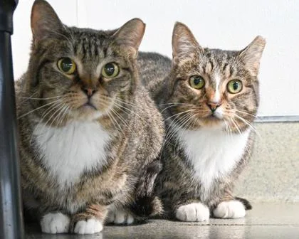 An adult small-sized female Domestic Short Hair cat named Lily for adoption in West Seneca, NY