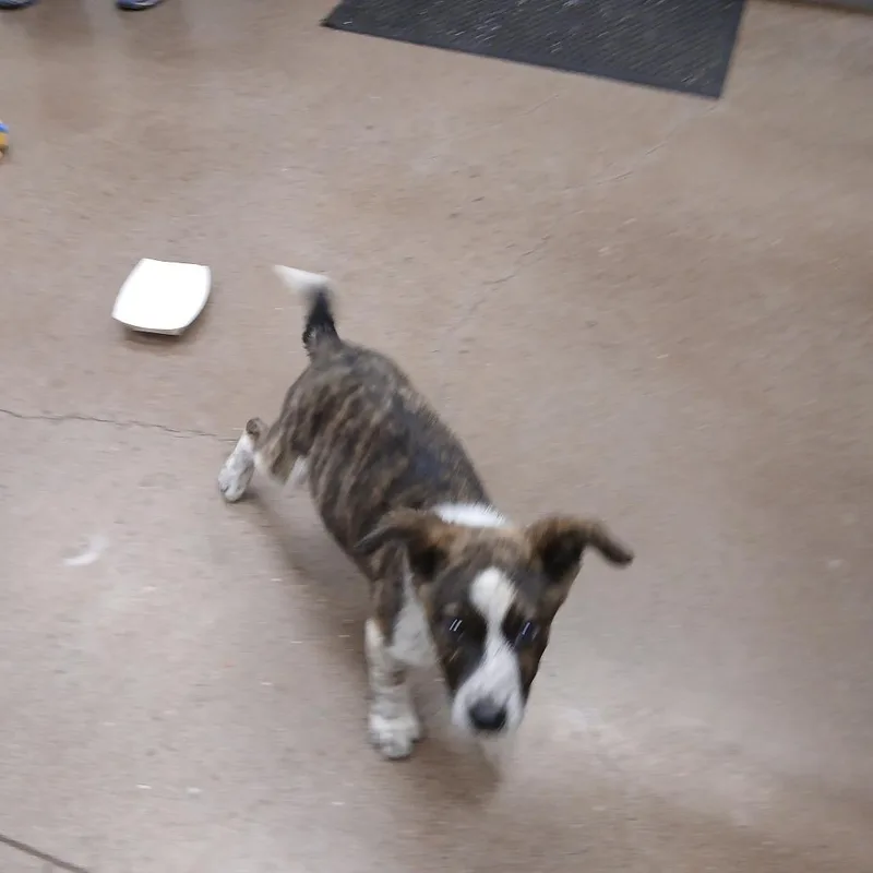 A baby small-sized male Brown / Chocolate Mixed Breed dog named Turbo for adoption in Chattanooga, TN