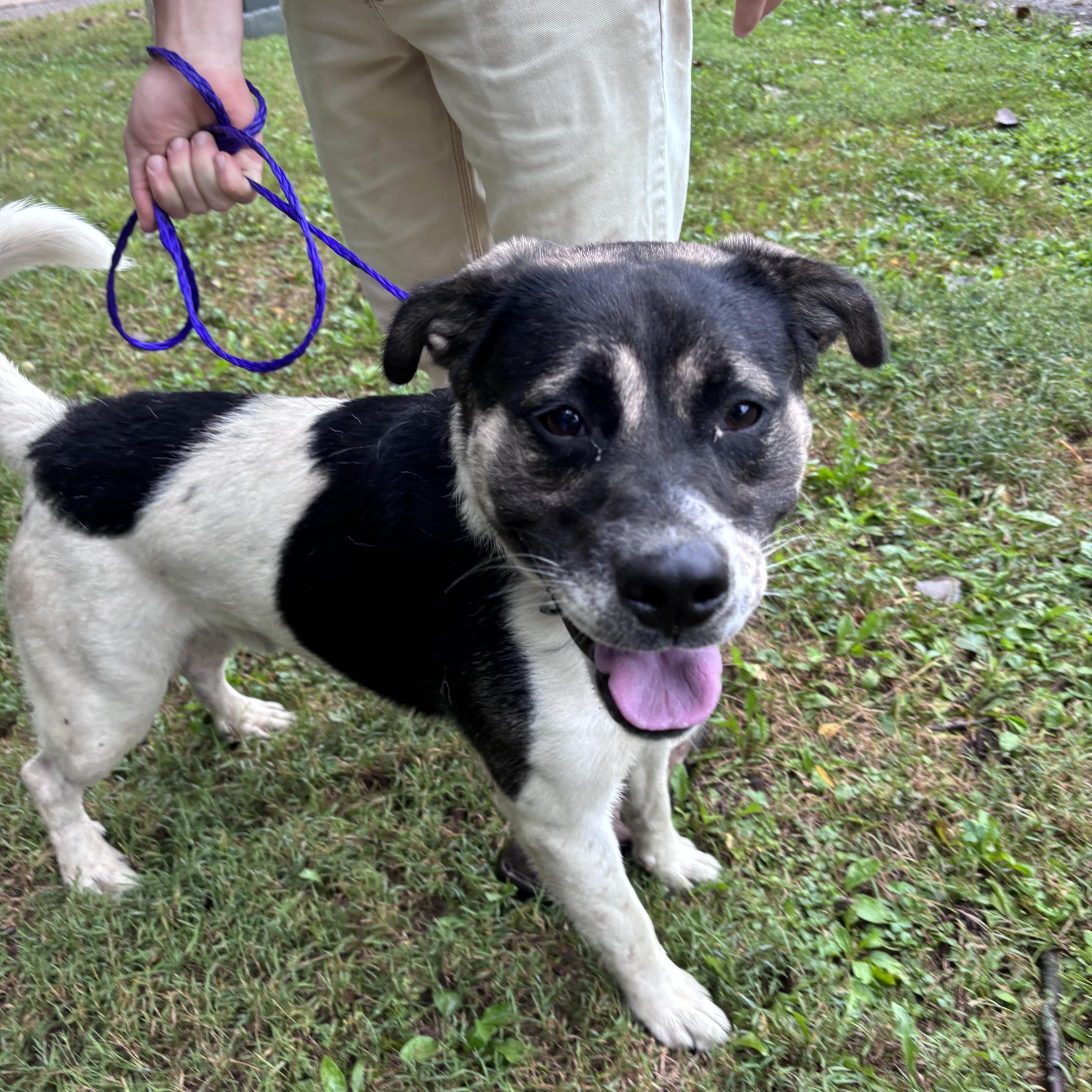 An adult medium-sized male Anatolian Shepherd dog named Gomez for adoption in New Castle, IN