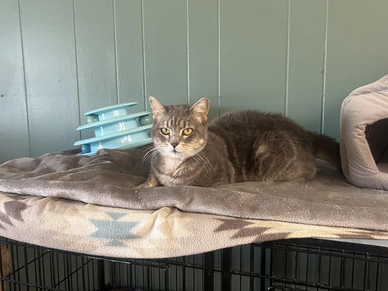 A baby small-sized female Domestic Short Hair cat named Valerie for adoption in Perry, GA