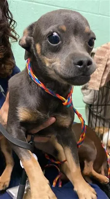 A young small-sized male Chihuahua dog named Greenie for adoption in Sacramento, CA
