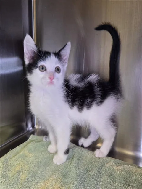A baby small-sized male Domestic Short Hair cat named Bandito for adoption in Norco, CA