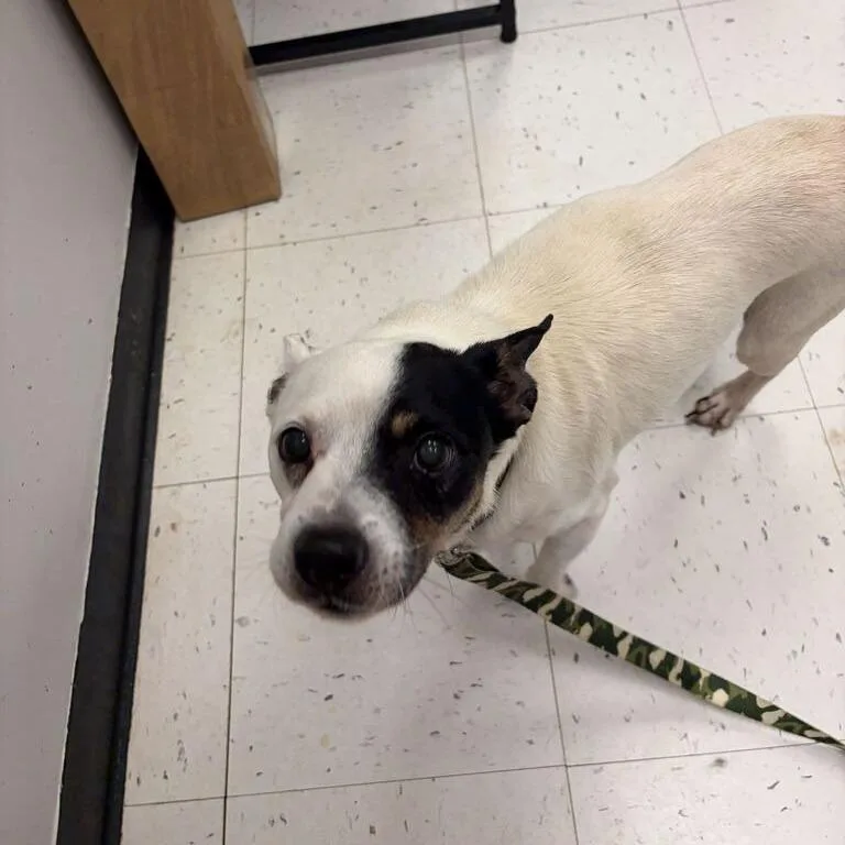 A senior small-sized male White / Cream Mixed Breed dog named WWE Superstar Kane for adoption in Davenport, IA