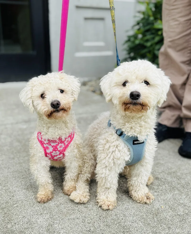 A young small-sized female White / Cream Miniature Poodle dog named Oso and Daisy for adoption in lynnwood , WA