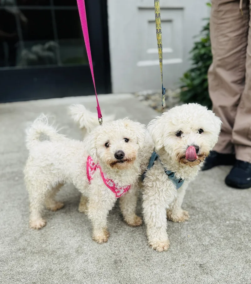 Oso and Daisy thumbnail 2