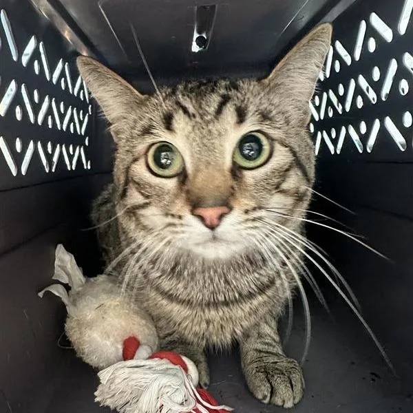 A young medium-sized male Brown / Chocolate Domestic Short Hair cat named Mac for adoption in Hawthorne, CA