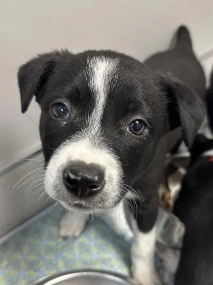 A young small-sized female Border Collie dog named Sally for adoption in Missoula, MT