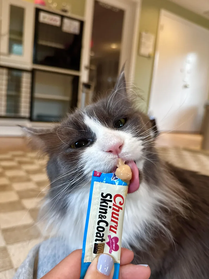 An adult large-sized male Gray & White Domestic Long Hair cat named Denver for adoption in Ramsey, NJ