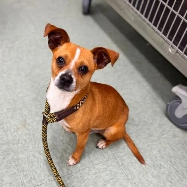 A young small-sized male Yellow / Tan / Blond / Fawn Chihuahua dog named Appa for adoption in Wilmington, DE