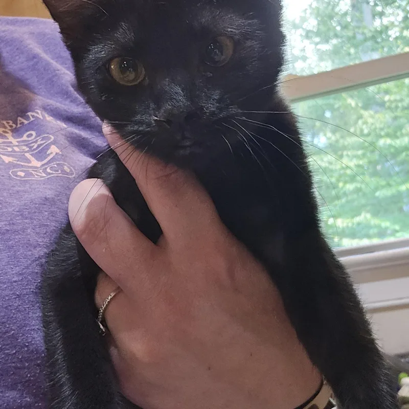 A baby medium-sized female Black Domestic Short Hair cat named Penny for adoption in Richmond, VA