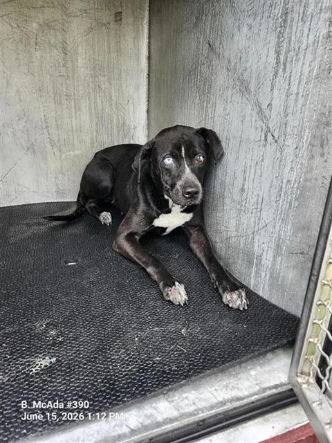 A young medium-sized female Boxer dog named Brooke for adoption in San Antonio, TX