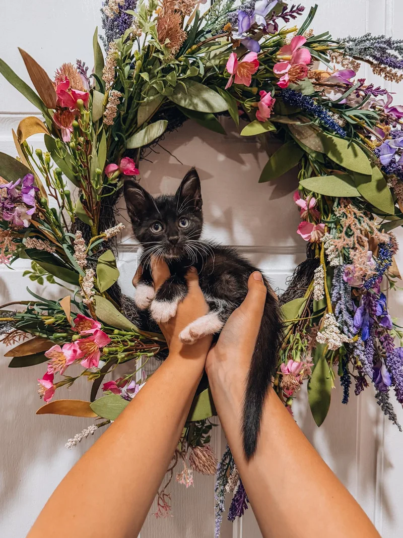 A baby medium-sized male Munchkin cat named Chicle for adoption in Goodyear, AZ