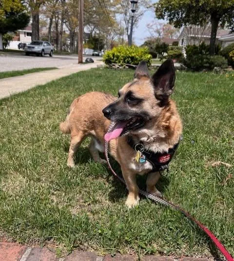 An adult medium-sized male German Shepherd Dog dog named Pudgie for adoption in New York, NY